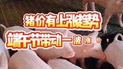5月27日生猪价格：端午备货利好，大部地区偏强上涨！