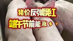 5月28日生猪价格：反弹飘红，端午节前能涨多少？