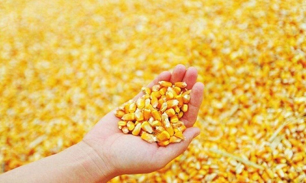 玉米又涨起来了，大概率涨不了多高？