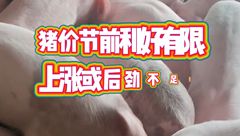 5月29日生猪价格：端午备货结束，猪价稳中调整！