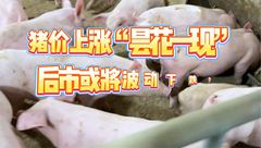 5月30日生猪价格：北方普遍偏弱，南方局部上涨！均价上涨昙花一现？