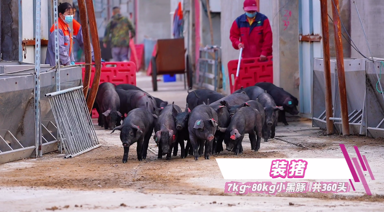 适应性强、肉质鲜美、广受市场欢迎！热烈祝贺沭阳清美畜禽有限公司成功引进家育小黑豚！