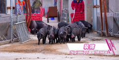 适应性强、肉质鲜美、广受市场欢迎！热烈祝贺沭阳清美畜禽有限公司成功引进家育小黑豚！