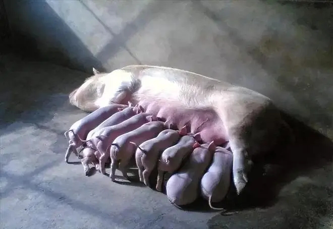 母猪