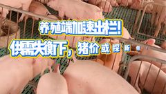 6月4日生猪价格：终端需求一般，猪场加速出栏，猪价偏弱调整！