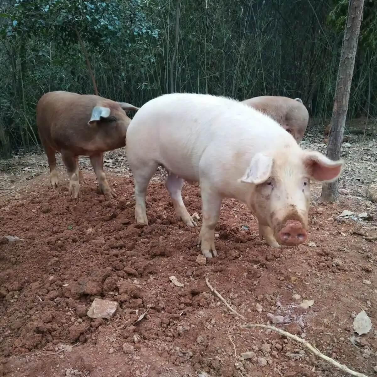 育肥猪毛咋看着这么长？背后原因大揭秘！