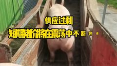 6月5日生猪价格：持续震荡下跌！均价即将跌破7元？