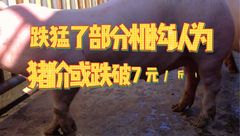 6月6日生猪价格：大场加速出栏，局部成交价跌破7元！