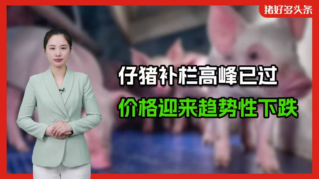 全国25省仔猪价格骤降！朱增勇：避免购买高价仔猪和二次育肥