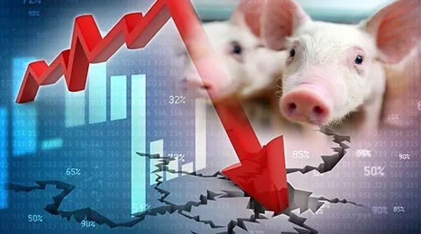 6月7日猪价：跌不停，猪价下跌“势如破竹”！