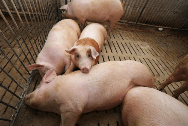 猪伪狂犬脑炎还是链球菌脑炎？这些关键区别，养猪人必须掌握！