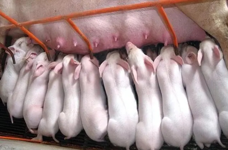 国外研究表明：母猪第一胎最关键！