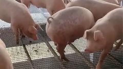6月7日生猪价格：南北大场都在增量，散户着急卖猪，猪价持续下跌
