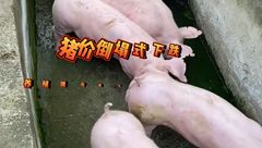 6月8日生猪价格：猪价倒塌式下跌，养殖端亏损成定局？