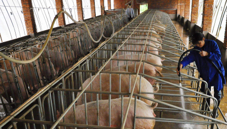 母猪批次化生产：品种、输精技术等要素的“管理密码”