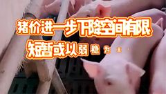 6月10日生猪价格：稳中偏强调整，东北地区散户扛价情绪较浓