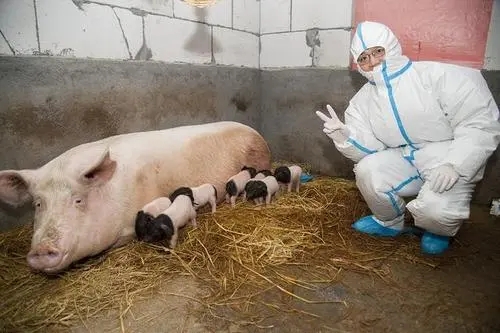 从发情到分娩：母猪批次化生产全流程提效秘籍