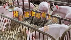 6月11日生猪价格：南北大场缩量，官方收储1万吨猪肉，托底猪价上涨