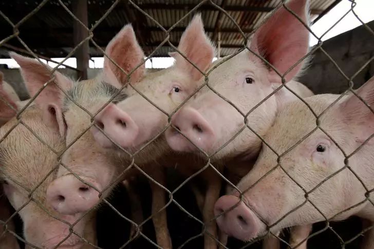 养猪业新趋势：精准管理、生物安全与动物福利并进