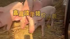 6月12日生猪价格：散户猪价稳定为主，标猪主流价继续上调