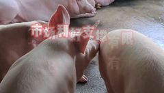 6月13日生猪价格：散户抗价情绪降低，顺势出栏有所增加