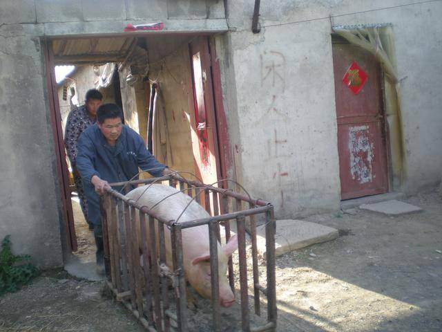 “生猪抵债”新思路，江山市法院巧解买卖合同纠纷