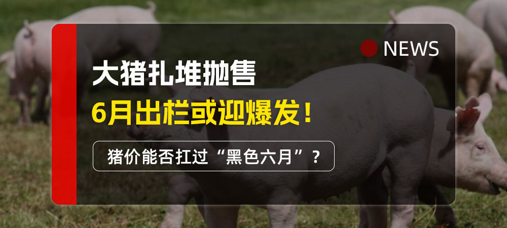6月出栏或迎爆发！大猪扎堆抛售，猪价能否扛过“黑色六月”？