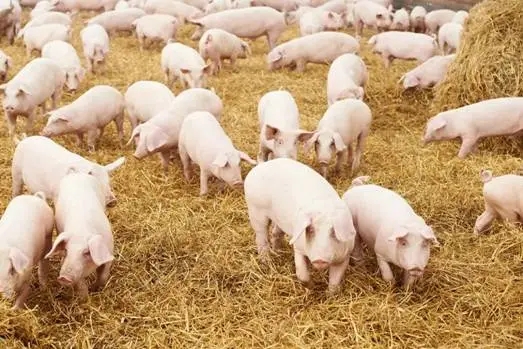 如何培育生长速度快、饲料消耗低的节粮型种猪？