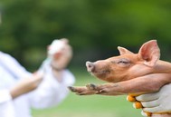 世界动物卫生组织：首个非洲猪瘟疫苗国际标准获得通过