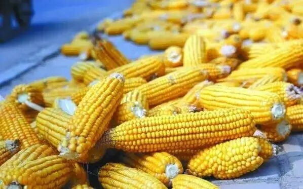 从“副产品”到“营养宝库”：玉米胚芽粕在猪饲料中的应用探索