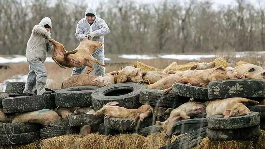中国养猪业似乎不需要非洲猪瘟疫苗了？