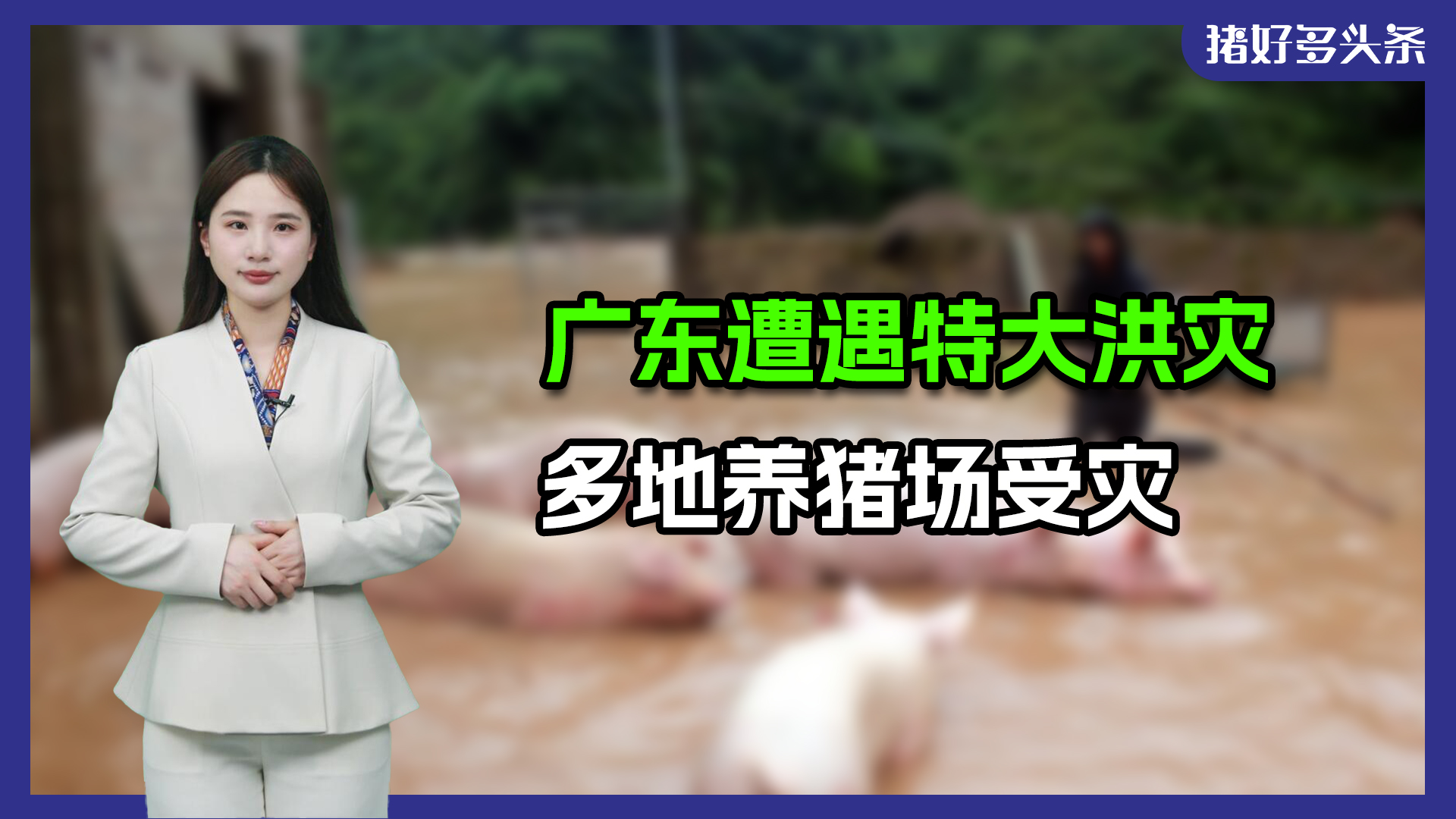 惨烈！广东多地遭遇特大洪灾，多家猪场被淹，担心猪病扩散！