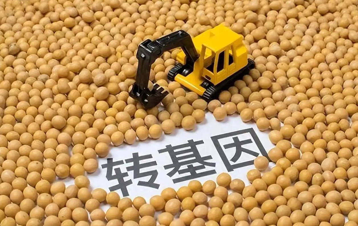 俄罗斯允许进口转基因大豆用于饲料生产，但相关饲料产品必须用于出口