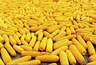 美玉米出口强劲，南美丰产在即，6月全球玉米价何去何从