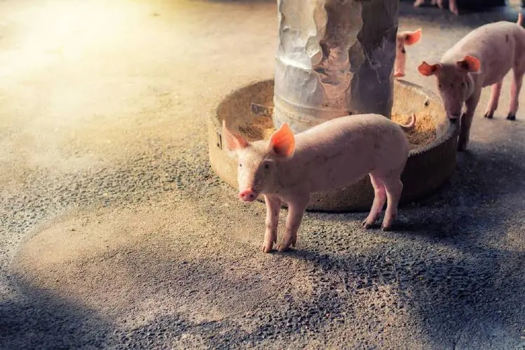 仔猪教槽补料总犯难？最佳时间点与采食量提升策略大揭秘！