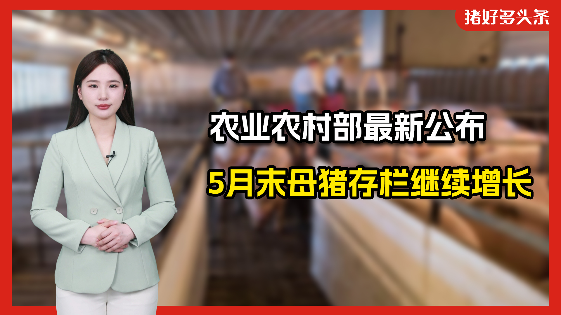 猪价拉涨15天！但5月母猪存栏继续增长！7月猪价或再次下滑？