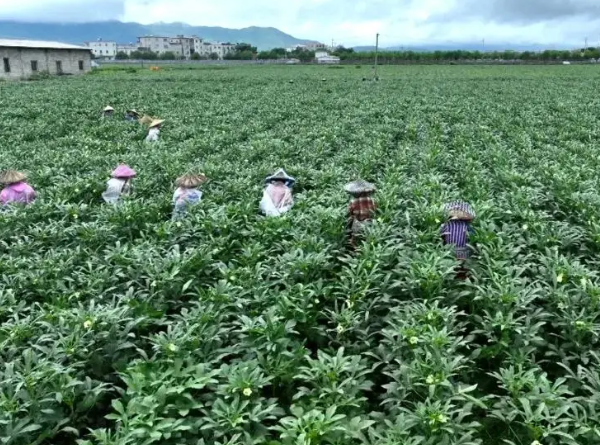 农业