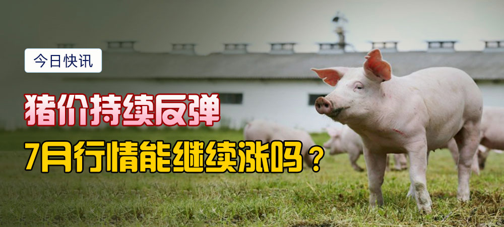 猪价持续反弹！7月行情能继续涨吗？