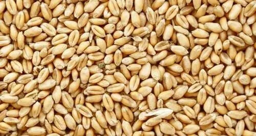 小麦替代玉米，每吨饲料立省100+元，养殖增效有实据！