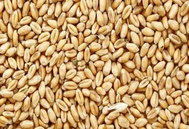 小麦替代玉米，每吨饲料立省100+元，养殖增效有实据！