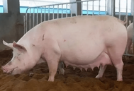 如何通过刺激母猪部位，提高授精率？