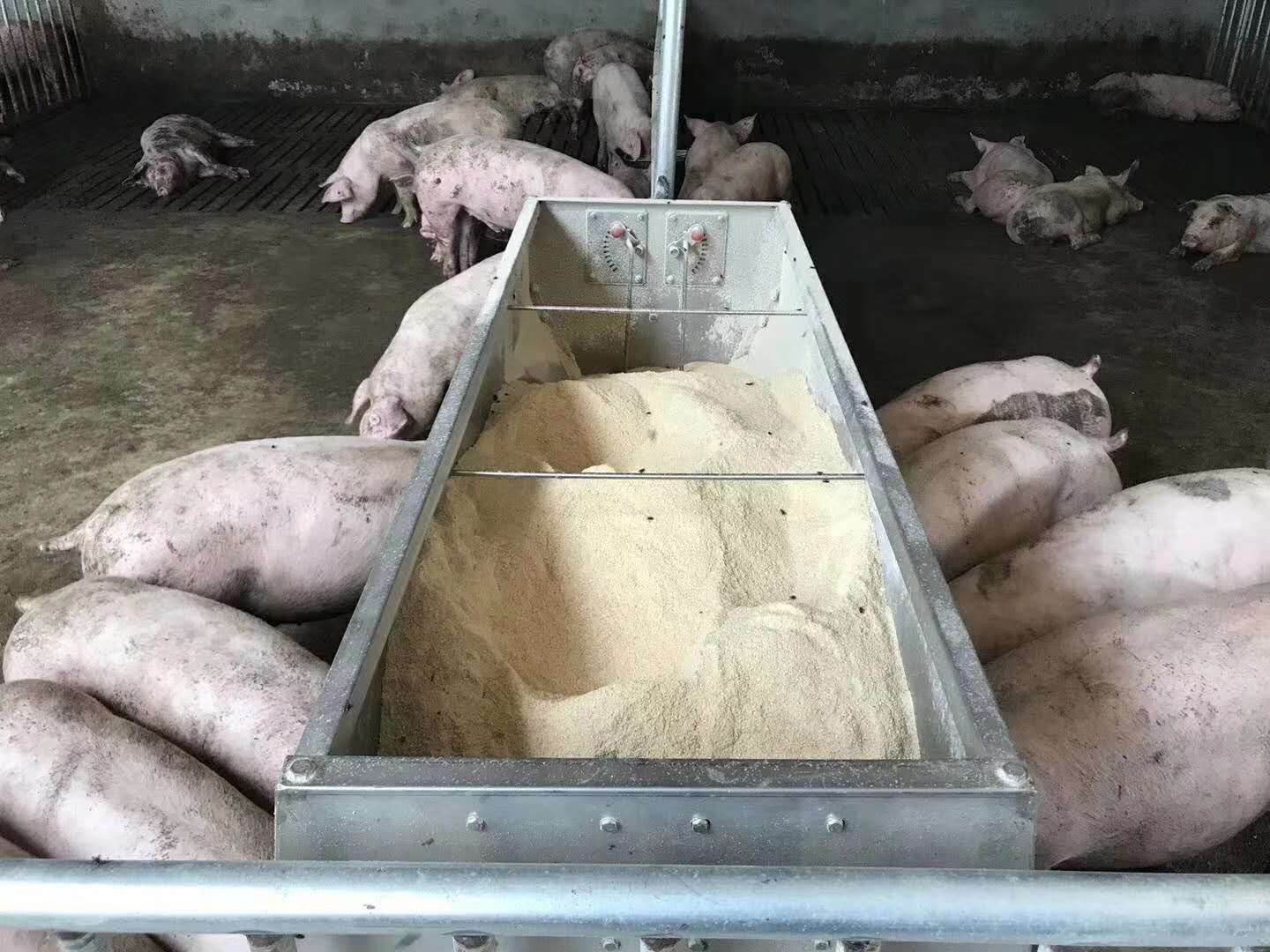 育肥猪饲料浪费严重？5大增效策略，帮你省饲料钱！