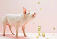 生猪期货反弹超5%，仔猪跌至3个月低点，7月猪价如何演变？