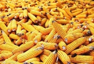 6月玉米“最后的狂欢”？7月玉米是突破还是崩盘？