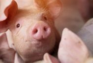 2025年7月1日全国各省市外三元生猪价格，6-7月季节性上涨预期增强，猪价还有上涨空间？