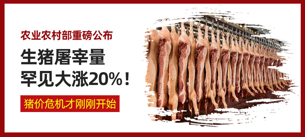 农业农村部重磅公布！生猪屠宰量罕见大涨20%！猪价危机才刚刚开始