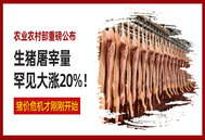 农业农村部重磅公布！生猪屠宰量罕见大涨20%！猪价危机才刚刚开始