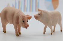 单日大涨0.4元/斤！全国猪价大面积上涨，广东冲破8.5元关口！