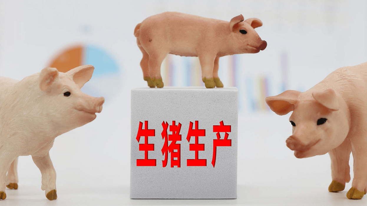 猪价连续上涨！市场对价格反弹充满信心，后市猪价“稳”了？