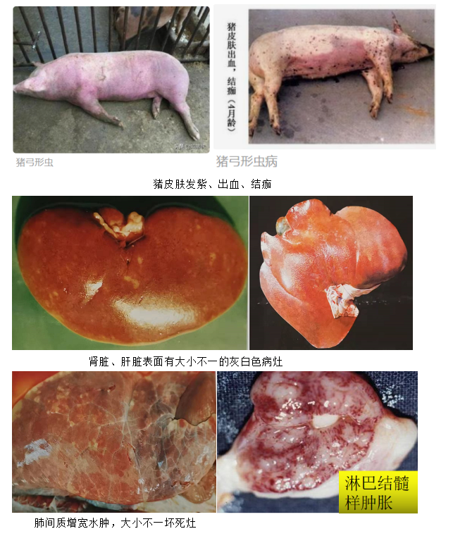 猪弓形体病是什么导致的？